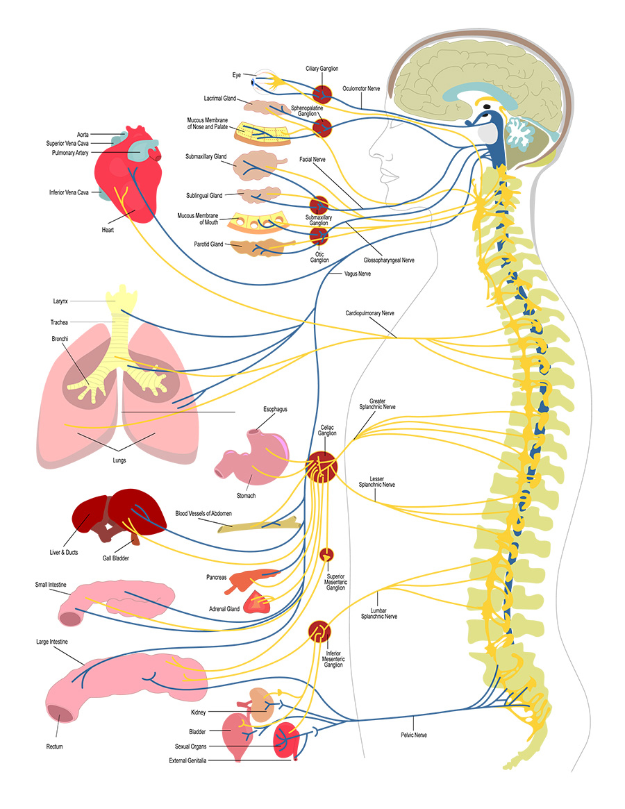 At Last Chiropractic Health Model